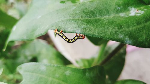 Close-up of insect on leaf