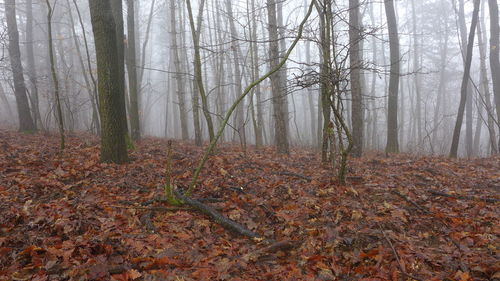 Trees in forest