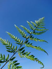 Low angle view of plants against blue sky