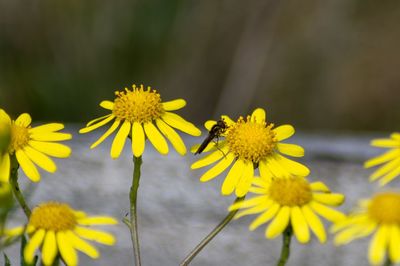 Close-up of insect on yellow flower