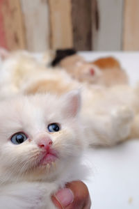 Close-up of white kitten