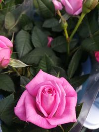 Close-up of pink rose blooming outdoors