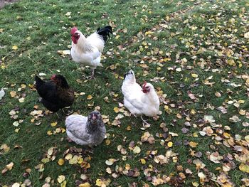 High angle view of birds on leaves