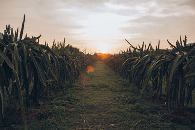 Plants growing on field against sky during sunset