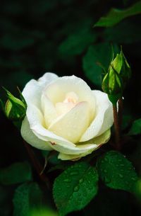 Close-up of flower in water