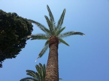 Low angle view of coconut palm tree against clear blue sky