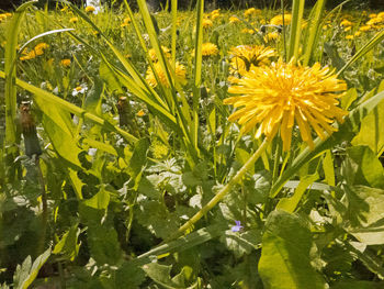 Close-up of yellow flowering plant