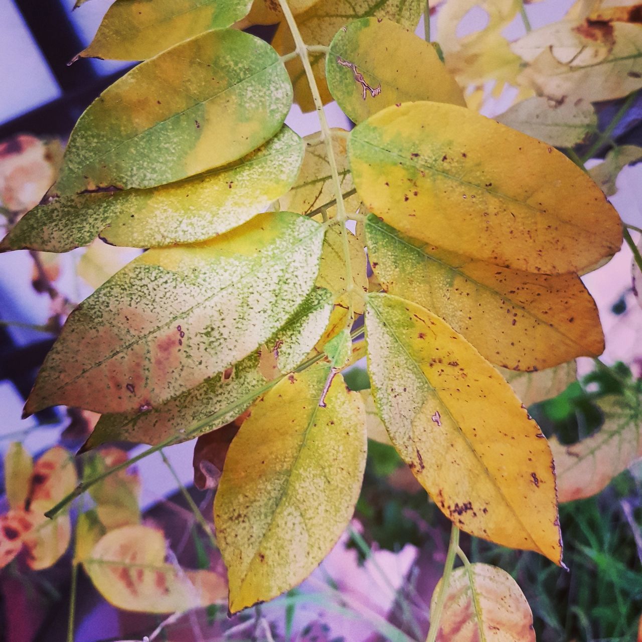 close-up, plant, growth, no people, plant part, leaf, beauty in nature, food and drink, freshness, focus on foreground, day, yellow, nature, food, fruit, tree, healthy eating, outdoors, autumn, green color, leaves