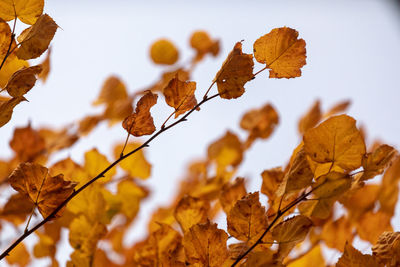 Close-up of autumnal leaves against blurred background