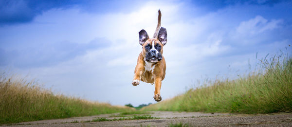 Dog on field against sky