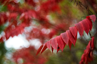 Close-up of maple leaves on branch