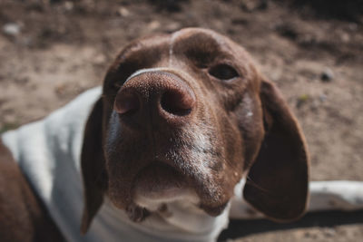 Close-up portrait of dog