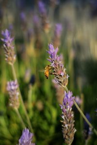 Close-up of bee on lavender blooming outdoors