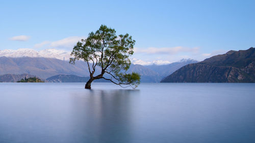 Tree by lake against sky