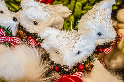 Close-up of white birds