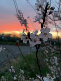 Close-up of cherry blossom against sky during sunset