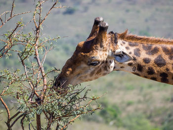 Close-up of giraffe eating on tree