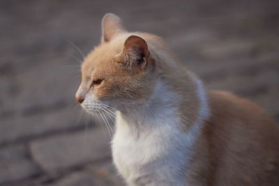 Close-up of ginger cat sitting outdoors