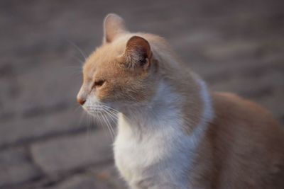 Close-up of ginger cat sitting outdoors