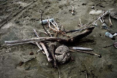 High angle view of driftwood on beach