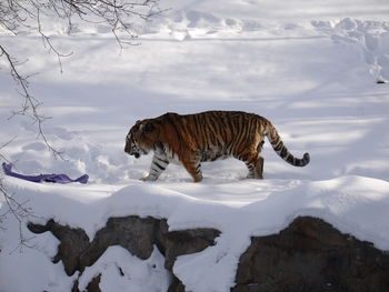 High angle view of tiger walking on snowy field