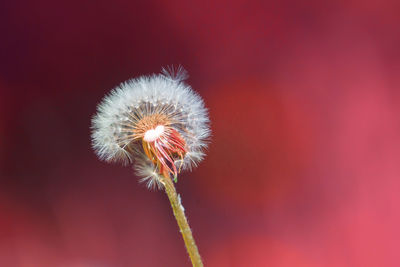 Close-up of dandelion flower