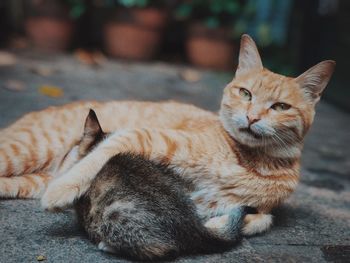 Close-up of cat lying on footpath