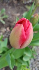 Close-up of pink flower blooming outdoors