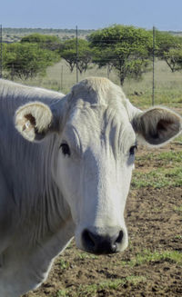 Close-up of cow on field