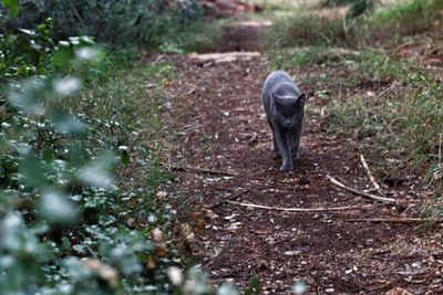 Full frame shot of plants on field