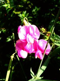 Close-up of pink flowers