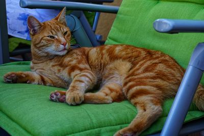 Cat resting on chair