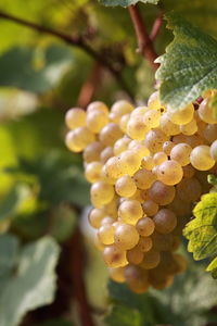 Close-up of grapes growing on tree