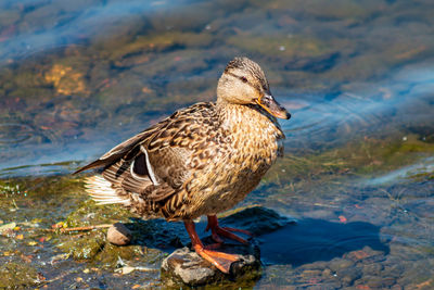 Close-up of a duck in a lake