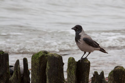 Bird perching on rock in sea
