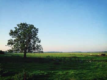 Scenic view of grassy field against clear sky