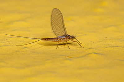 Close-up of damselfly on flower