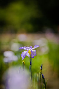 Close-up of purple flower growing on plant