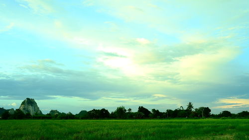 Scenic view of agricultural field against sky