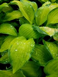 Full frame shot of wet leaves