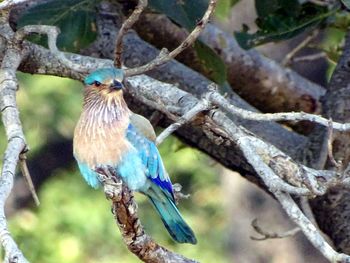 Bird perching on tree