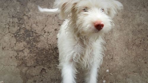 Dog looking up