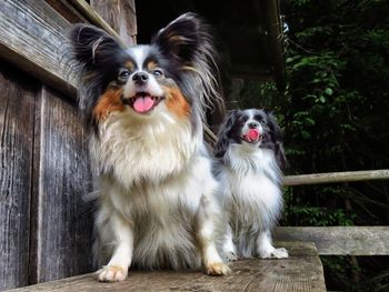 Portrait of dog sitting on wooden floor