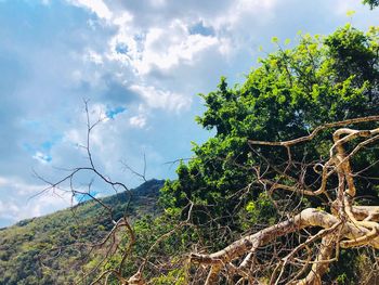 Low angle view of trees against sky