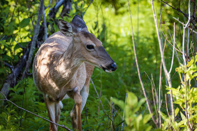 Elephant in a forest