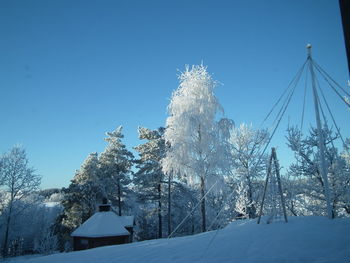 Low angle view of snow covered trees