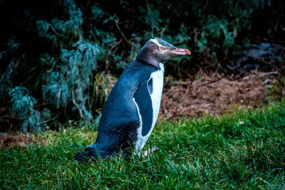 Side view of a yellow eyed penguin on grass