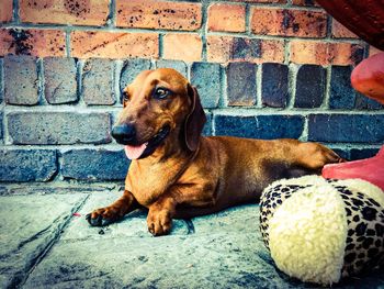 Dog sitting on stone wall