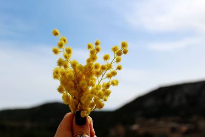 Close-up of hand holding flowers against sky
