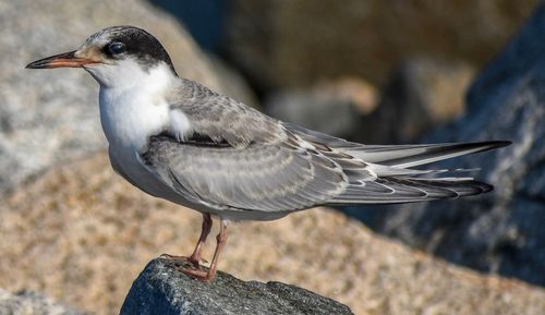 Close-up of common tern  perching on rock